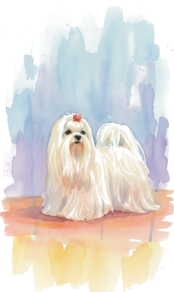 Akvarelová ilustrácia dvoch maltézskych psíkov v plnej srsti